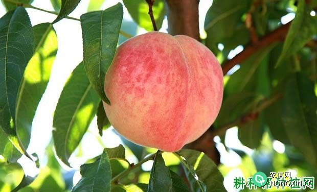 哪些因素会影响桃树果实生长
