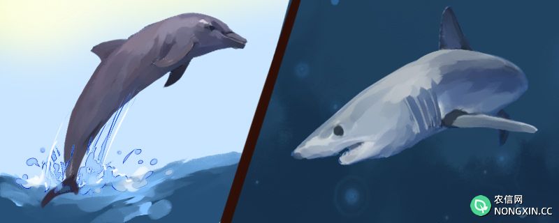 鲨鱼怕海豚是真的吗，鲨鱼和海豚哪个厉害