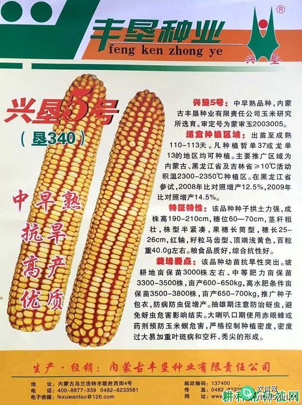 兴垦5号玉米品种好不好