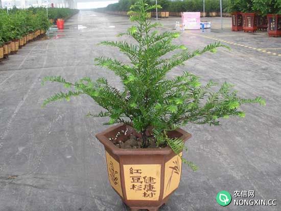 红豆杉的繁殖方法
