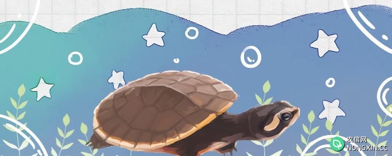 圆澳龟要不要冬眠，怎么冬眠