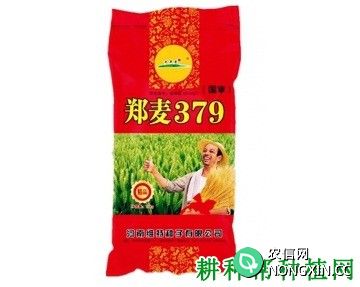 郑麦379小麦品种好不好