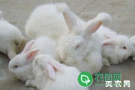 长毛兔一年产多少毛？