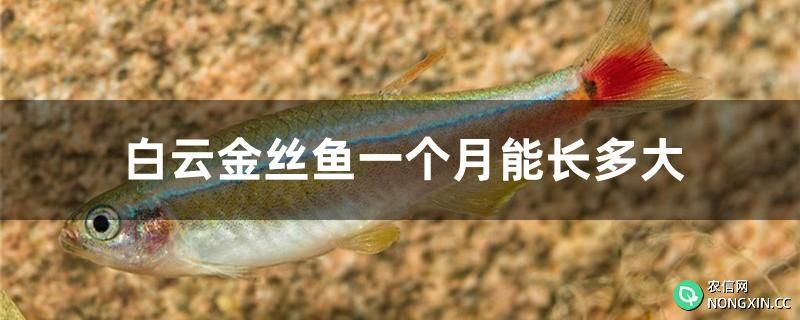 白云金丝鱼一个月能长多大