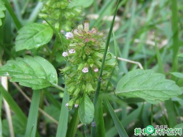 风轮菜（唇形科）