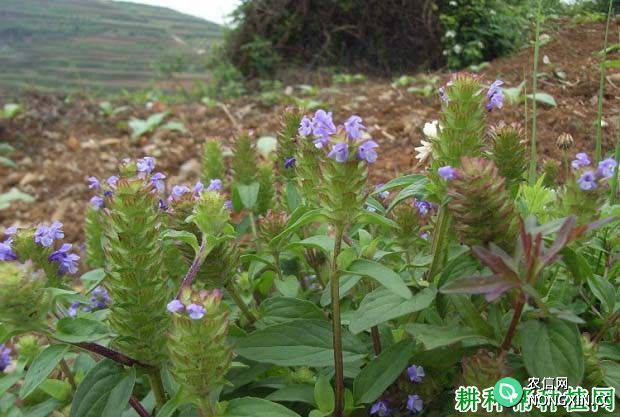 风轮菜（唇形科）