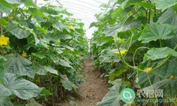 越冬茬黄瓜为什么要施足底肥