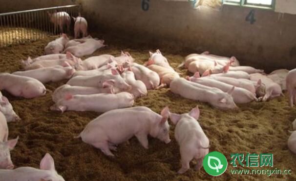 发酵床养猪规范引种的问题