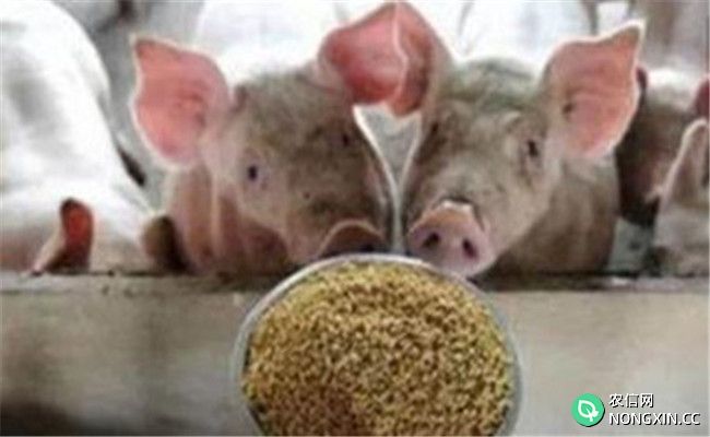 如何预防猪霉玉米中毒