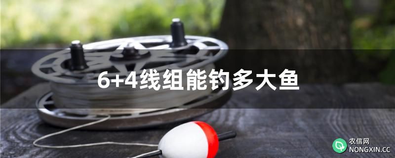 6+4线组能钓多大鱼