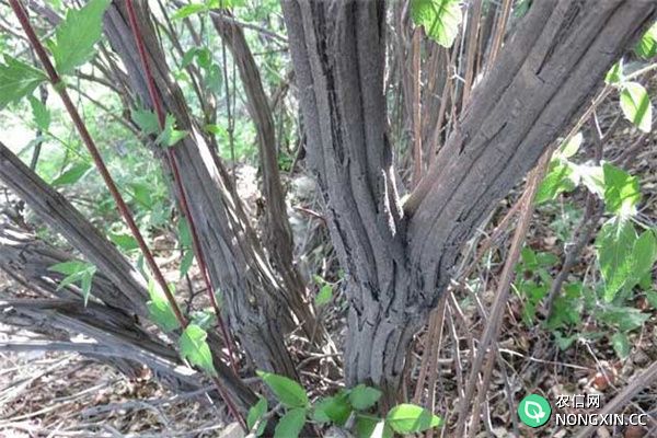 六道木有哪些生态习性如何栽培管理