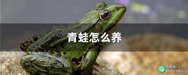 青蛙怎么养