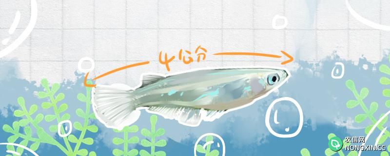 青鳉鱼可以长多大，怎么养长得大