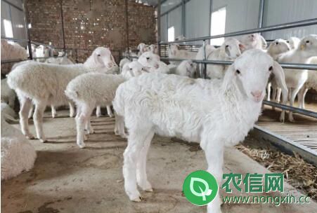 育肥羊的几种常用饲料配方