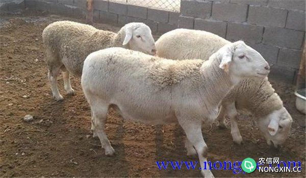 淘汰羊的育肥方法