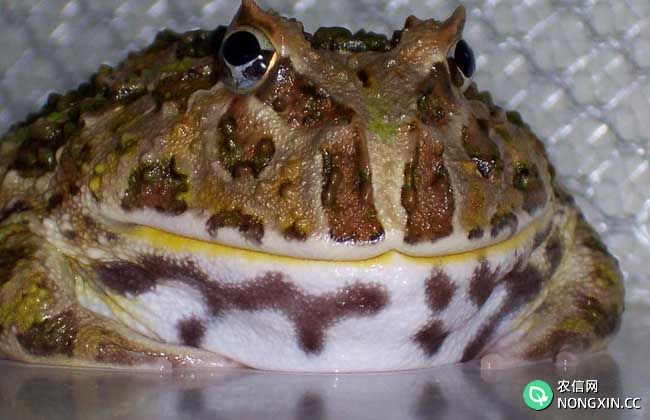 角蛙的饲喂方法