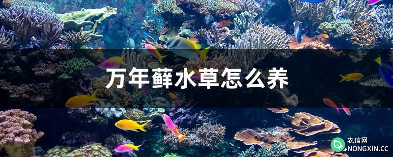 万年藓水草怎么养