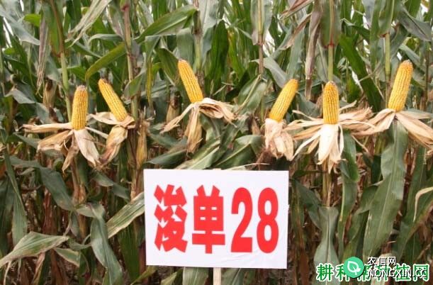 浚单28玉米品种好不好