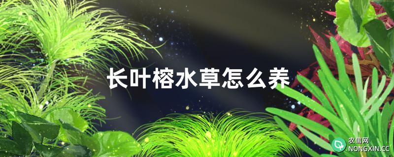 长叶榕水草好养吗，怎么养