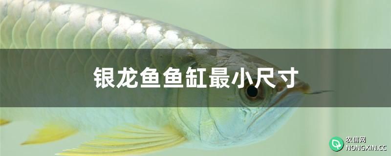 银龙鱼鱼缸最小尺寸