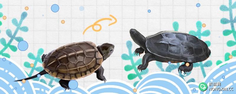 草龟几年开始墨化，怎么养促进墨化
