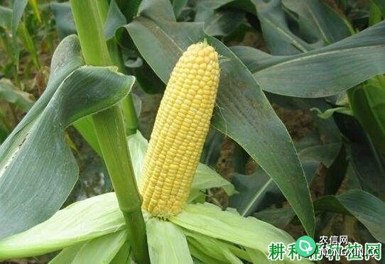 中农大甜413玉米品种好不好
