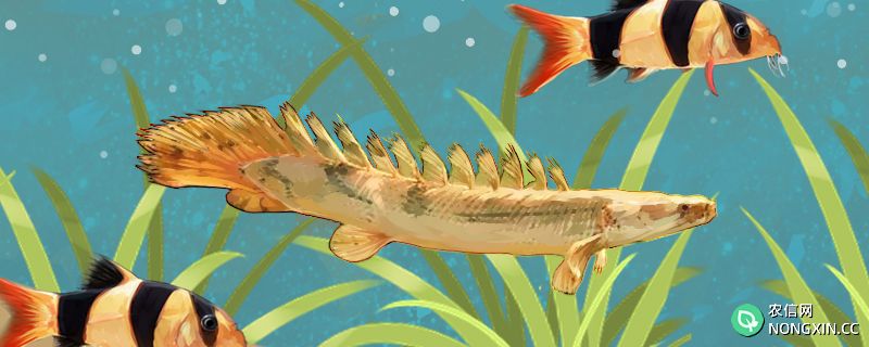恐龙鱼能混养哪些鱼类，和什么养在一起更好