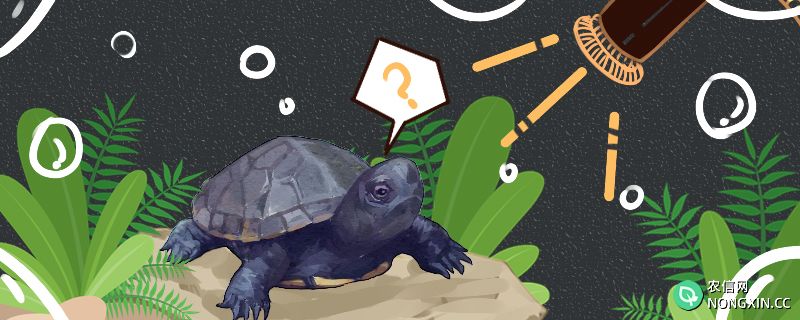麝香龟需要晒背吗，晒背灯每天开多久