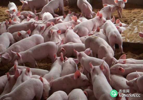 养猪场三大措施稳定猪苗质量