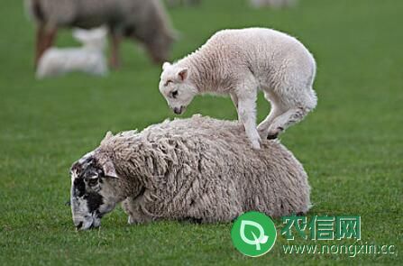 母羊有没有羊角？