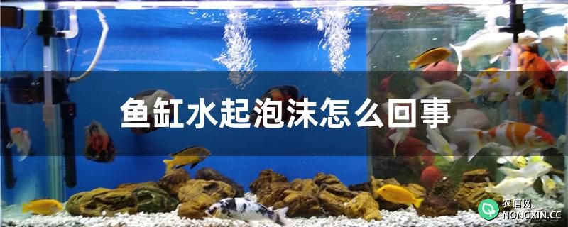 鱼缸水起泡沫怎么回事