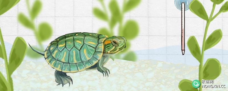 红耳巴西龟怎么养，能养多久