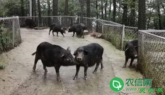 圈养猪的9大注意事项，猪这么圈养效益高