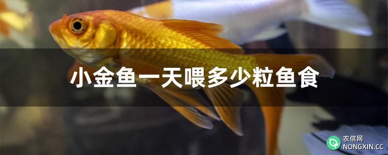 小金鱼一天喂多少粒鱼食