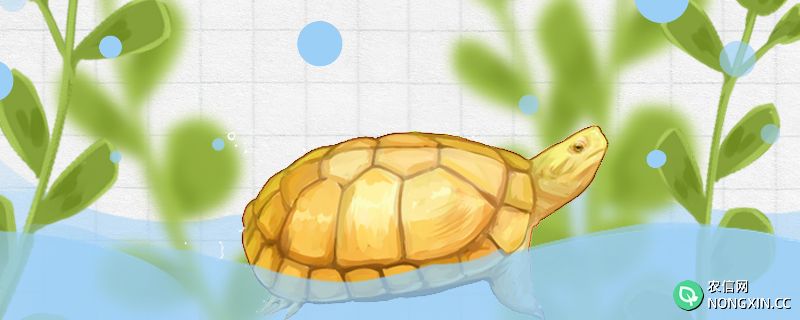 黄喉拟水龟是深水龟吗，可以陆地养吗