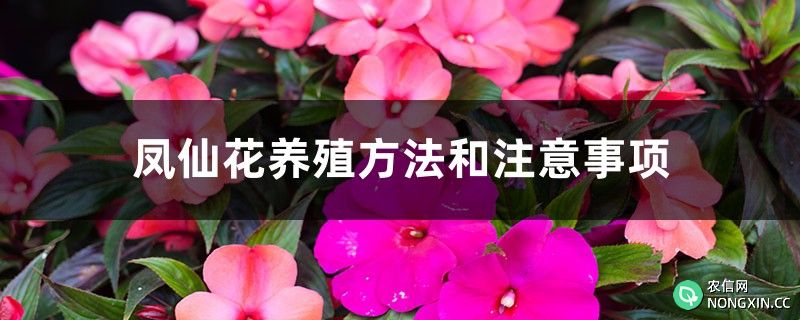 凤仙花养殖方法和注意事项