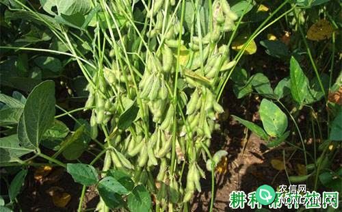 贡豆18大豆品种好不好