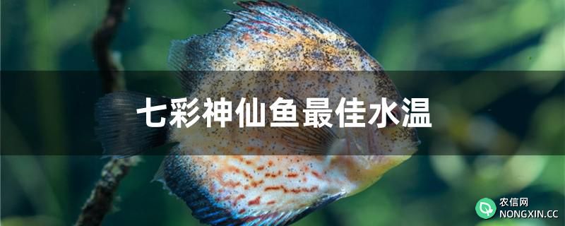 七彩神仙鱼最佳水温是多少