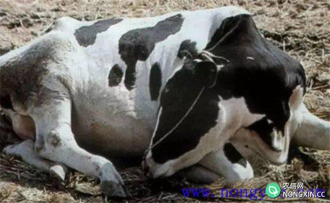 牛流行热的症状表现