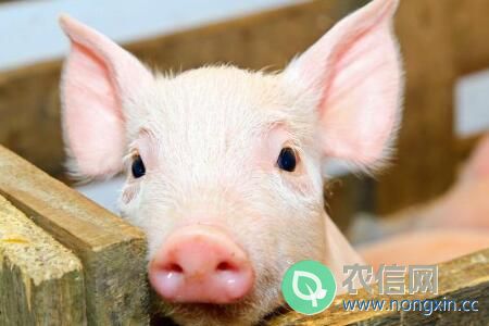 劁猪和骟猪有什么区别，怎么阉割公猪