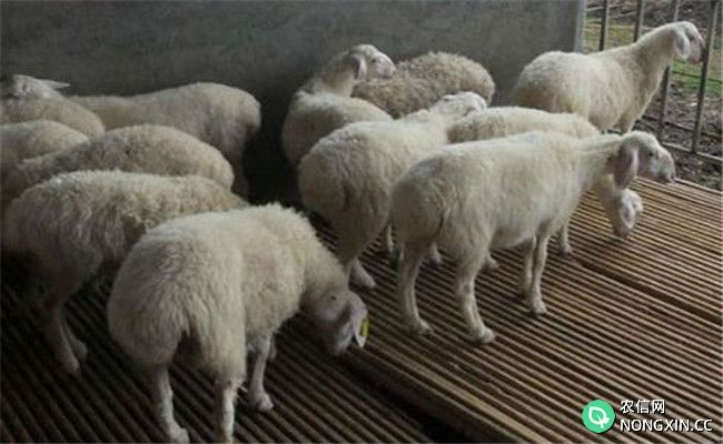 怎样防治羊的绦虫病