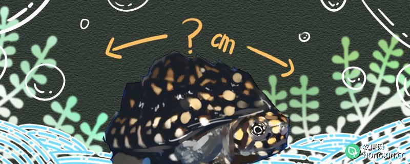 斑点池龟能长多大，能活多久
