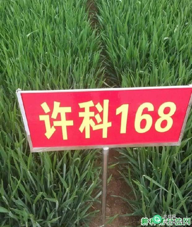 许科168小麦品种好不好