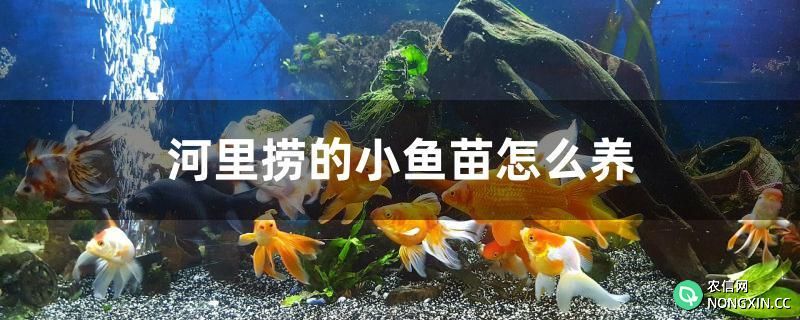 河里捞的小鱼苗怎么养