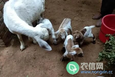 母羊多胎多产的养殖方法