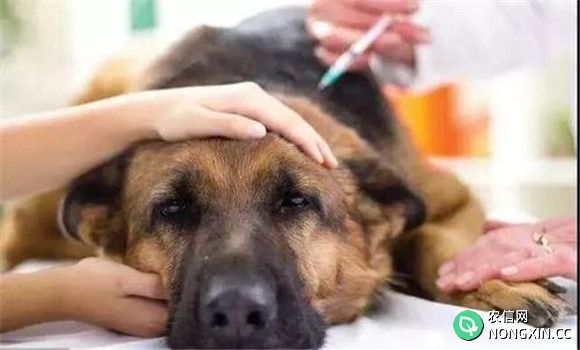 犬传染性肝炎的病变症状