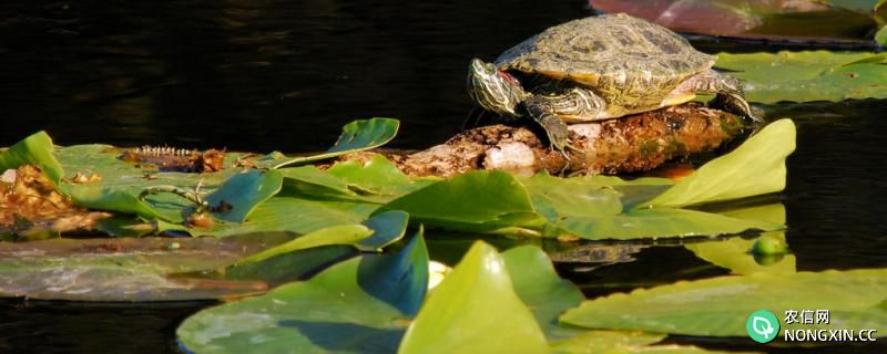 如何培养绿水养龟，绿水养龟好处有哪些