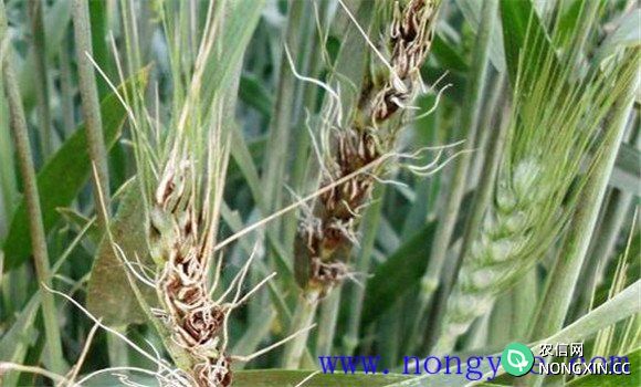 小麦散黑穗病的主要防治措施有哪些