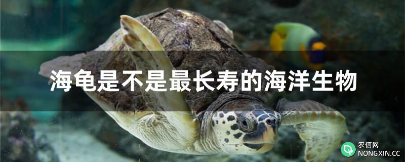 海龟是不是最长寿的海洋生物
