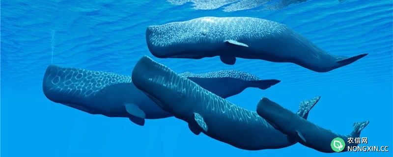 鲸鱼可以活多少年，可以长多大